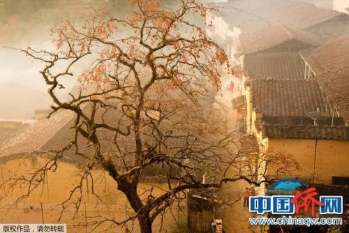 “相机摄”福建省宁德市屏南县罗纱洋村村民们在通红柿子晨光下活动。