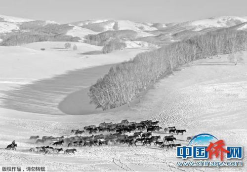 “相机摄”内蒙坝上，雪原骏马。