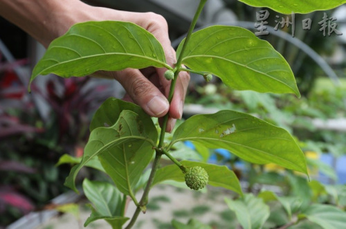 呈现长形的甘蜜花相当独特。（马来西亚《星洲日报》） 