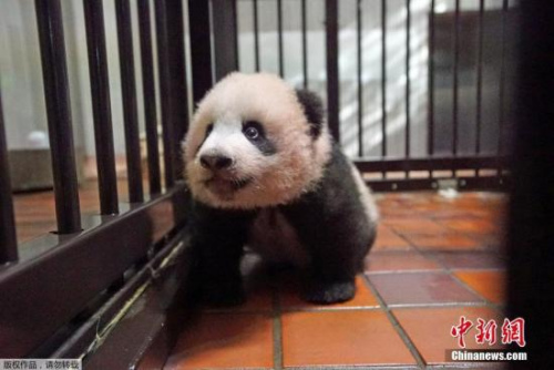 据日本媒体报道，熊猫宝宝的征名收到了超过32万份方案，“香香”获得了5161票。