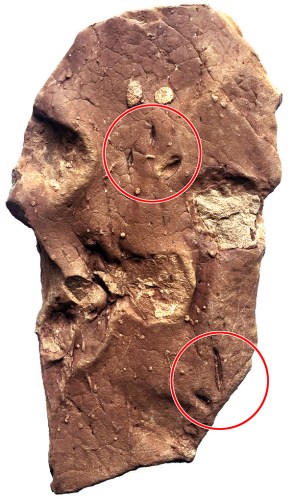 西藏鸟足迹化石。