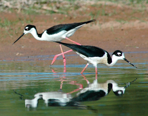 现生的滨鸟类。 现生的滨鸟类。