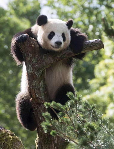熊猫在柏林动物园 熊猫在柏林动物园