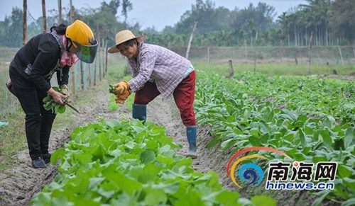 12月27日，种植20多天后，万宁山根镇大石岭村共享菜园迎来丰收的喜悦，第一波有机菜悄然成熟。海报集团全媒体中心记者袁琛摄