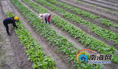 12月27日，种植20多天后，万宁山根镇大石岭村共享菜园迎来丰收的喜悦，第一波有机菜悄然成熟。海报集团全媒体中心记者袁琛摄