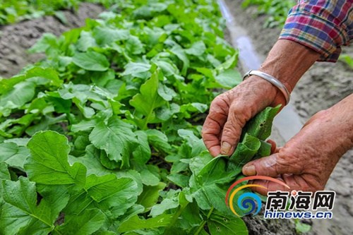 12月27日，种植20多天后，万宁山根镇大石岭村共享菜园迎来丰收的喜悦，第一波有机菜悄然成熟。海报集团全媒体中心记者袁琛摄