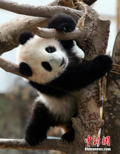 资料图：中国租借马来西亚的两只大熊猫“兴兴”和“靓靓”，于2015年8月18日诞下的熊猫宝宝“暖暖”。<a target='_blank' href='http://www.chinanews.com/'>中新社</a>记者 赵胜玉 摄
