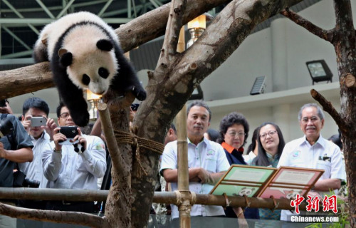 资料图：中国租借马来西亚的两只大熊猫“兴兴”和“靓靓”。<a target='_blank' href='http://www.chinanews.com/'>中新社</a>记者 赵胜玉 摄