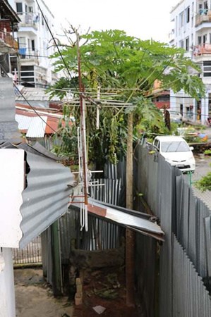 老妇常投诉屋前栽种的木瓜树遭人破坏。(马来西亚《星洲日报》) 老妇常投诉屋前栽种的木瓜树遭人破坏。(马来西亚《星洲日报》)