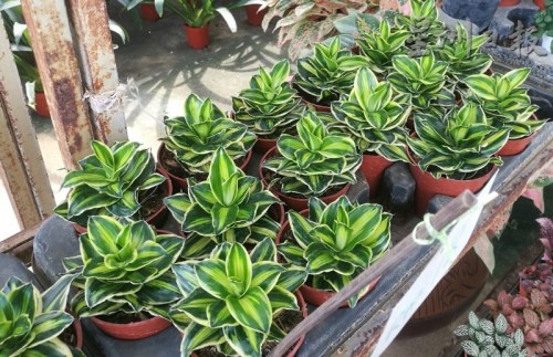 年花新宠铁树,寓意“铁树开花,富贵荣华”,获得消费者的欢心。(马来西亚《星洲日报》) 年花新宠铁树,寓意“铁树开花,富贵荣华”,获得消费者的欢心。(马来西亚《星洲日报》)