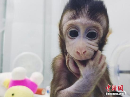 图为体细胞克隆猴。 图片来源:中科院神经所供图 图为体细胞克隆猴。 图片来源:中科院神经所供图