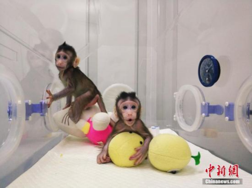 图片来源:中科院神经所供图 图片来源:中科院神经所供图