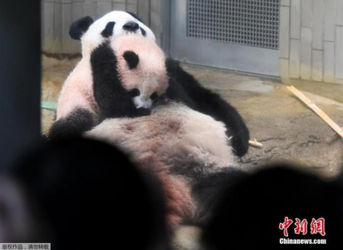 　　2017年12月19日，居住在日本东京上野动物园的雌性大熊猫宝宝“香香”正式接受公众参观。图为“香香”趴在母亲“真真”的身上。