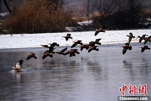 资料图:甘肃张掖黑河两岸数九寒天风光旖旎,黄鸭在黑河水中翩跹起舞。陈礼 摄 资料图:甘肃张掖黑河两岸数九寒天风光旖旎,黄鸭在黑河水中翩跹起舞。陈礼 摄