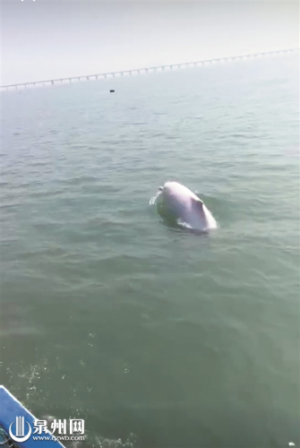 白海豚不时跃出水面戏水 (视频截图)