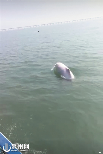 白海豚不时跃出水面戏水 (视频截图) 白海豚不时跃出水面戏水 (视频截图)