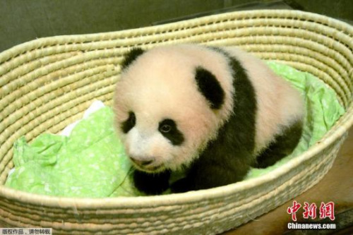 资料图：当地时间2017年9月25日，日本东京，东京上野动物园出生的熊猫宝宝被命名为“香香”。