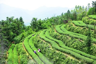 园庄镇枫林茶园 曾剑郎 摄