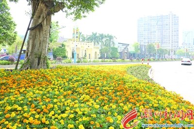 万寿菊花开正盛，潮州大道又添一景。