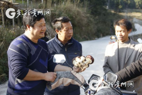 李裕荣现场帮助村民了解大球盖菇 李裕荣现场帮助村民了解大球盖菇