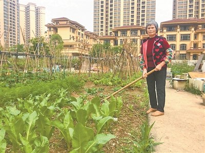 李红阿姨在菜地。 李红阿姨在菜地。
