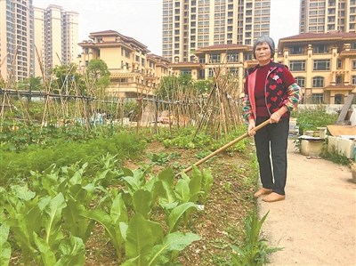 李红阿姨在菜地。