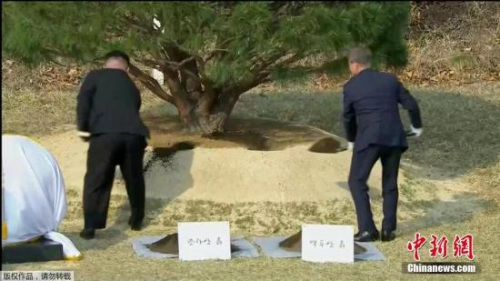 当地时间4月27日,金正恩与文在寅在板门店军事分界线附近共同种下一棵65年树龄的松树。随后,金正恩用韩国汉江的水浇树,而文在寅则用来自朝鲜大同江的水浇灌树木。韩朝双方领导人还在植树活动现场合影留念。(电视截图) 当地时间4月27日,金正恩与文在寅在板门店军事分界线附近共同种下一棵65年树龄的松树。随后,金正恩用韩国汉江的水浇树,而文在寅则用来自朝鲜大同江的水浇灌树木。韩朝双方领导人还在植树活动现场合影留念。(电视截图)
