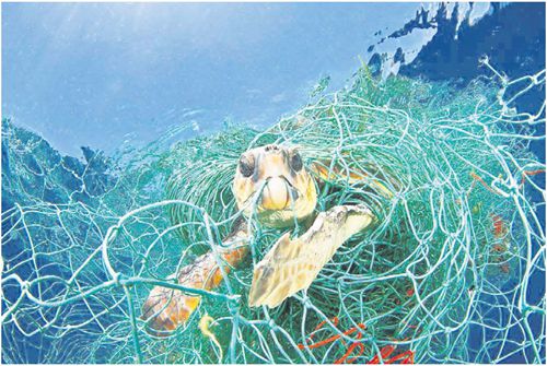 被渔网缠住的海龟 被渔网缠住的海龟