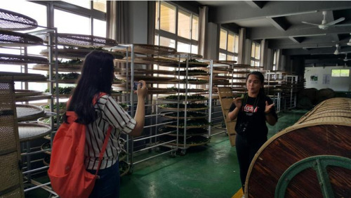 菲律宾学生在茶厂直播制茶工艺