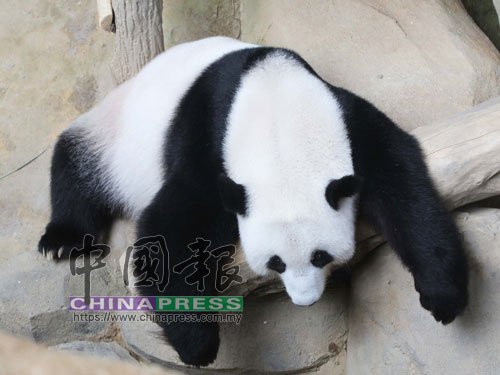 熊猫妈妈靓靓体重为114公斤。(马来西亚《中国报》)