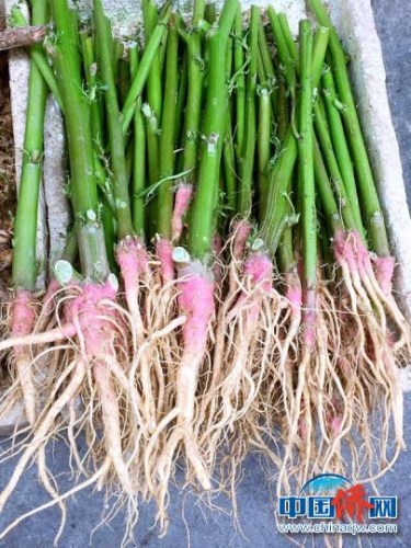 在菜市场上零售的马屎苋 李晓春 摄 在菜市场上零售的马屎苋 李晓春 摄