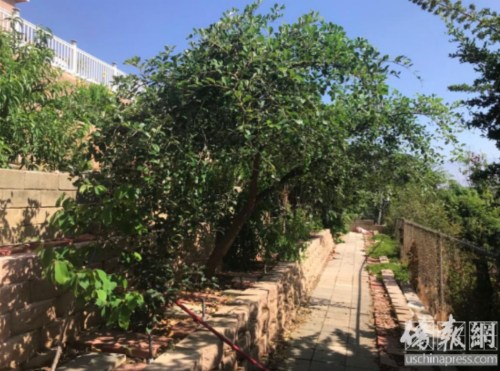 在赵师母女儿家这段不长的花园小径上，从最开端的苹果树苗开始，台湾枣树、中国枣树……一路走下去，经过的每一株植物都是一棵果树。(侨报记者章宁摄)