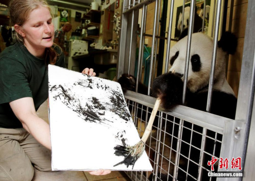 在维也纳旅居15年的熊猫滚滚“阳阳”拿起了画笔，成为动物届的新晋“艺术网红”。（图片来源：<a target='_blank' href='http://www.chinanews.com/' >中新网</a>）