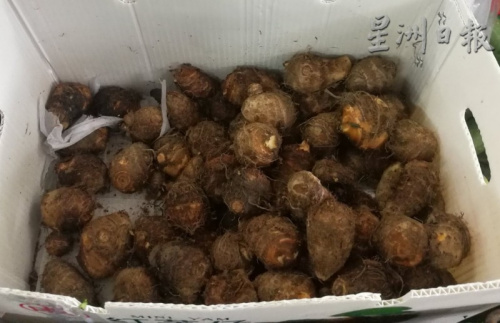 中秋节应节食品小芋头销量慢热。(马来西亚《星洲日报》) 中秋节应节食品小芋头销量慢热。(马来西亚《星洲日报》)