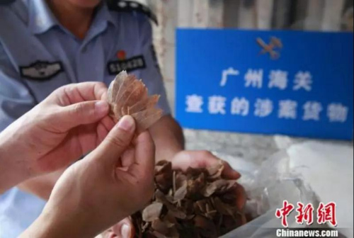 广州海关查获的走私穿山甲鳞片 丘永忠 摄 广州海关查获的走私穿山甲鳞片 丘永忠 摄