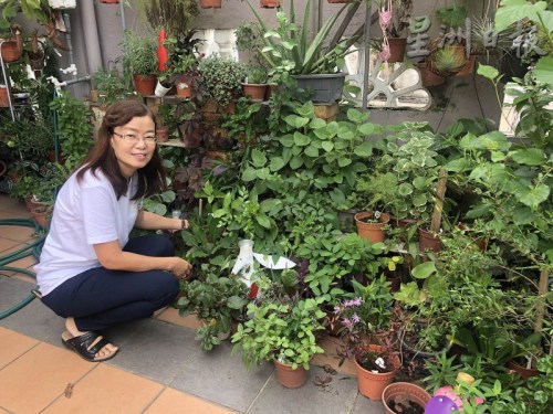 情迷手工皂的姚婷婷，在住家前种植了约70种香草和草药。（马来西亚《星洲日报》）