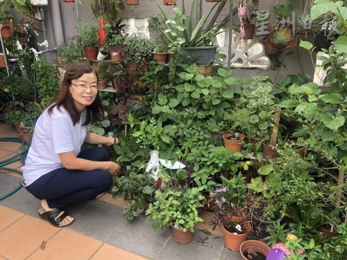 情迷手工皂的姚婷婷,在住家前种植了约70种香草和草药。(马来西亚《星洲日报》) 情迷手工皂的姚婷婷,在住家前种植了约70种香草和草药。(马来西亚《星洲日报》)