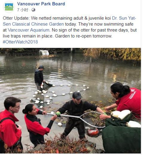 (温哥华公园局facebook截图) (温哥华公园局facebook截图)