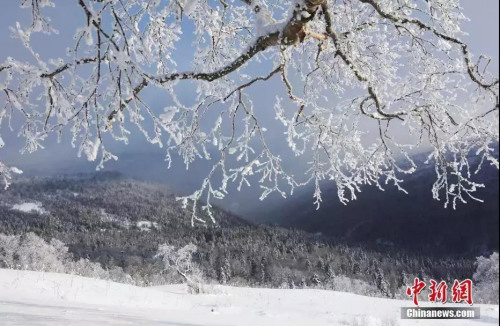 黑龙江雾凇树挂装点林海 <a target='_blank' href='http://www.chinanews.com/'>中新社</a>记者 于琨 摄 黑龙江雾凇树挂装点林海 <a target='_blank' href='http://www.chinanews.com/'>中新社</a>记者 于琨 摄