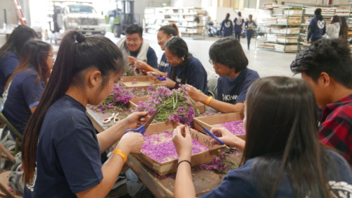 很多华裔高中生参与花车装饰，围成一桌剪干花。(美国《世界日报》/李雪 摄)