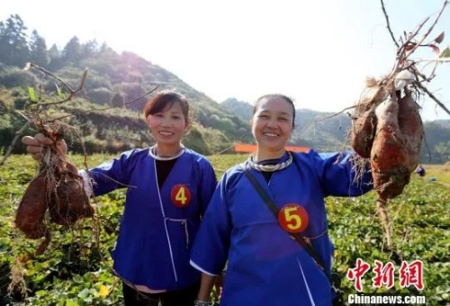 侗族女子展示刚挖的红薯。　吴练勋 摄