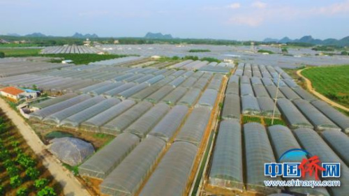 图为开发区现代农业基地 钟欣 摄 图为开发区现代农业基地 钟欣 摄