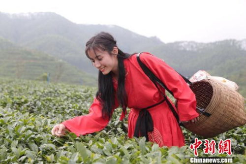 粤侨乡举行春茶开采仪式 谭家富 摄 粤侨乡举行春茶开采仪式 谭家富 摄