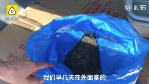 中餐馆员工挖的土。(视频截图) 中餐馆员工挖的土。(视频截图)