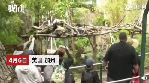 美国民众与大熊猫告别。(视频截图) 美国民众与大熊猫告别。(视频截图)