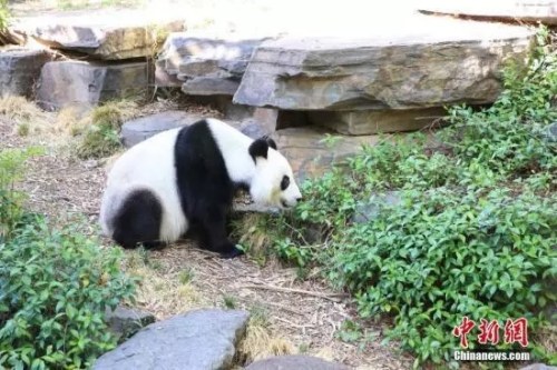 大熊猫”网网“。(<a target='_blank' href='http://www.chinanews.com/'>中新社</a>记者 陶社兰 摄) 大熊猫”网网“。(<a target='_blank' href='http://www.chinanews.com/'>中新社</a>记者 陶社兰 摄)