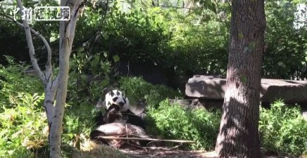大熊猫”网网“。