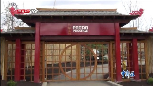 卡尔加里动物园熊猫馆。(视频截图)