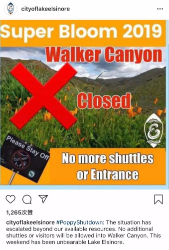 当地政府关于关闭花田的通知(Instagram截图) 当地政府关于关闭花田的通知(Instagram截图)