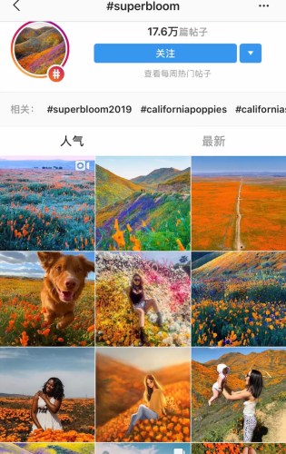 社交媒体上关于“超级花海”的话题标签(Instagram截图) 社交媒体上关于“超级花海”的话题标签(Instagram截图)